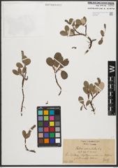 Foto von Salix reticulata L.